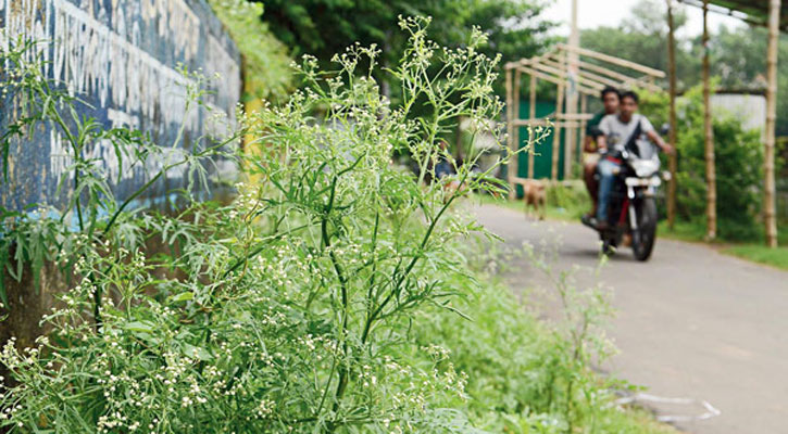 বরেন্দ্র অঞ্চলে আতঙ্ক ছড়াচ্ছে বিষাক্ত পার্থেনিয়াম উদ্ভিদ