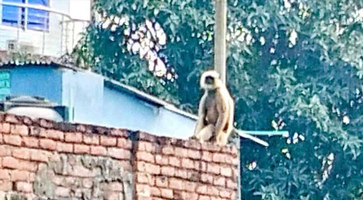 ঈশ্বরদীর লোকালয়ে দেখা মিললো বিরল প্রজাতির কালোমুখো হনুমানের 