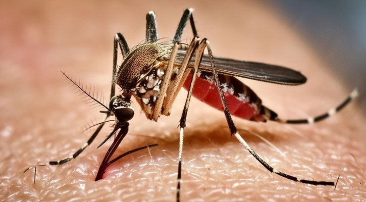 ডেঙ্গুতে ৩ জনের মৃত্যু, ভর্তি ৩২৫