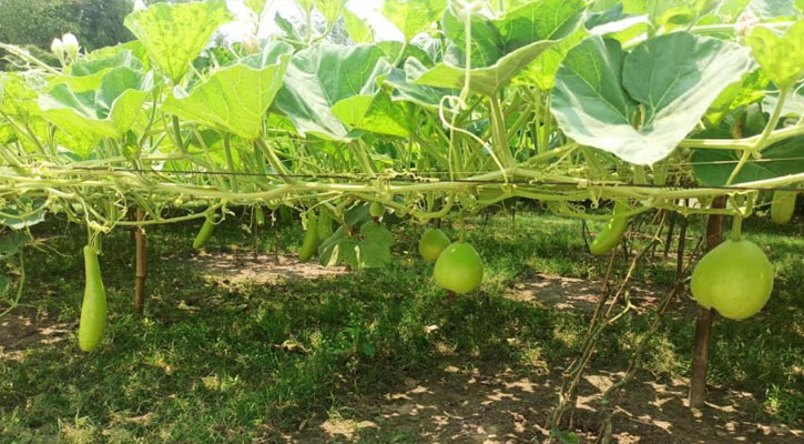 বর্ষাকালে মাচায় সবজি চাষে আর্থিকভাবে লাভবান হচ্ছেন ঈশ্বরদীর চাষিরা