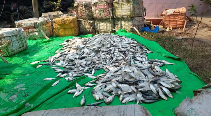 নোয়াখালীতে ২৫০০ কেজি জাটকা ইলিশ জব্দ, আটক ৬