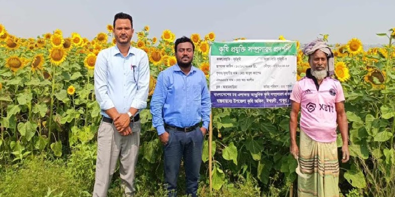 সূর্যমুখী চাষে কৃষকের মুখে হাসি, দেখতে দর্শনার্থীদের উপচেপড়া ভিড় 