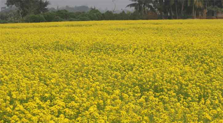 দৃষ্টিজুড়ে যেন হলুদের সমারোহ 