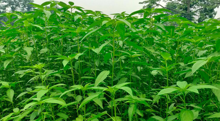 সোনালি আঁশে কৃষকের সোনালী স্বপ্ন