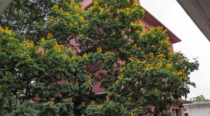 গ্রীষ্মের তিতুমীর কলেজ সেজেছে ভিন্ন রূপে