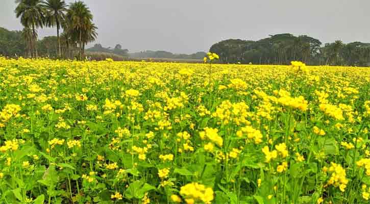 শীতের ভিন্ন ধারায় ‍‍‘হলদে সরিষা ফুল‍‍’