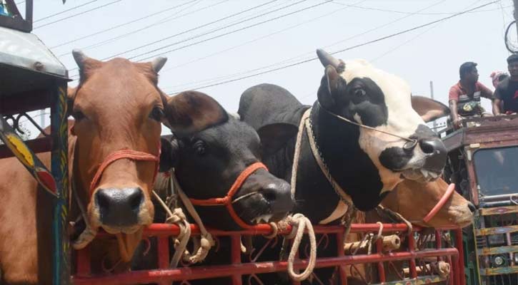 সেনবাগে অস্ত্রের মুখে দুই ব্যবসায়ীকে জিম্মি করে ৭ লাখ মূল্যের ৬ গরু লুট