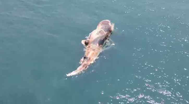 কক্সবাজার সমুদ্রে ভাসছে বিশালাকৃতির মৃত তিমি