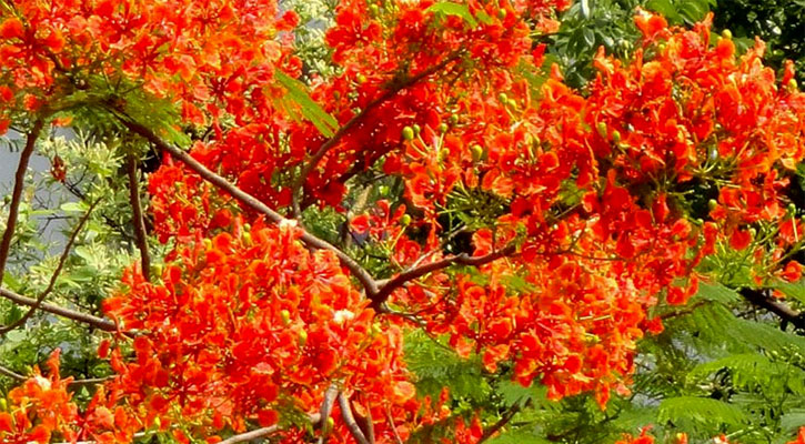 সিঁদুর রঙে সেজেছে প্রকৃতি 