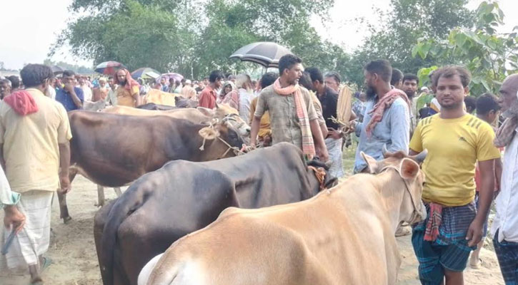 শেষ মুহূর্তে জমে উঠছে সিরাজগঞ্জের ৫৭ পশুর হাট