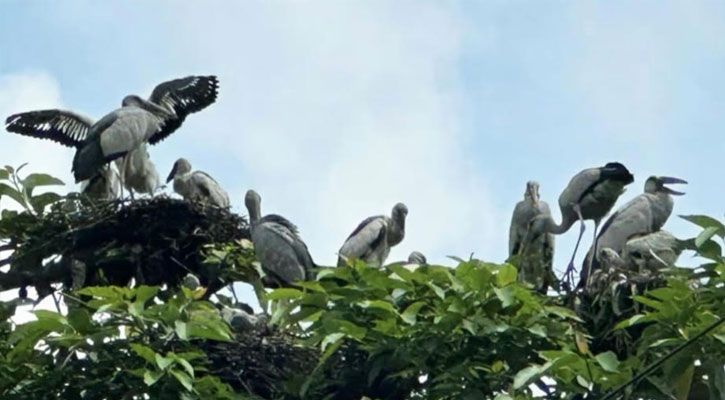 ছাতা নিয়ে চলাচল করতে হয়, ঈশ্বরদীর আকাশ অতিথি পাখিদের কলকাকলিতে মুখরিত