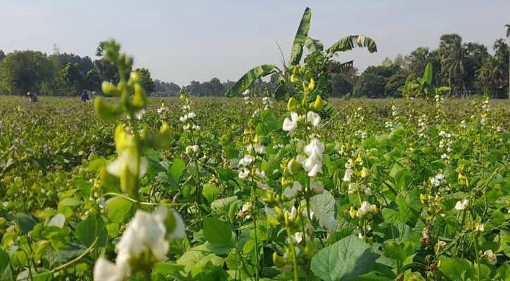 ঈশ্বরদীতে আগাম শীতকালীন সবজিতে কৃষকদের মুখে চওড়া হাসি   