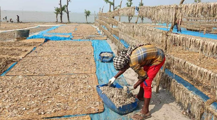 আশার চরে শুঁটকি উৎপাদনে ব্যস্ত সময় পার করছে শ্রমিকরা 