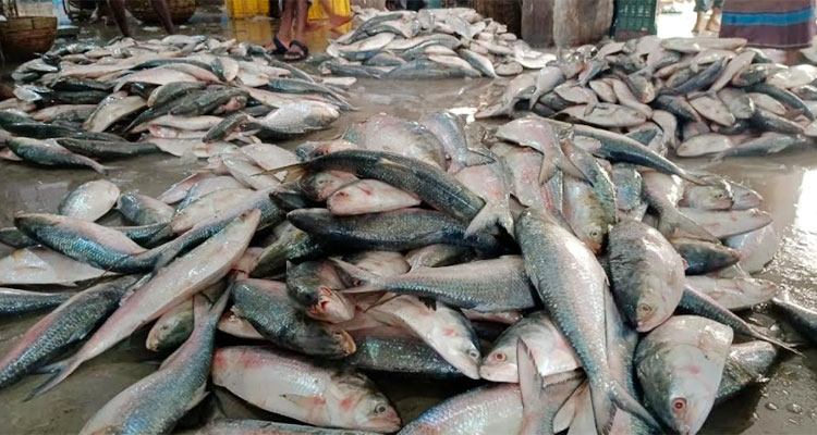 বরগুনায় এক ট্রলারে ৩৯ মণ ইলিশ, বিক্রি ১৬ লাখ টাকা 