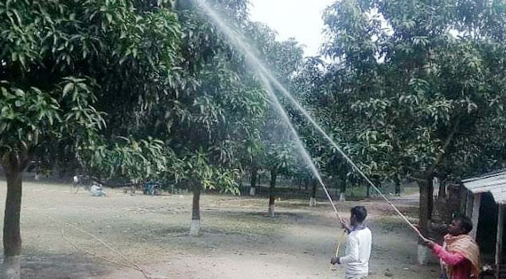 টানা তাপদাহে ঝরে যাচ্ছে আমের গুটি, দুশ্চিন্তায় আম চাষিরা