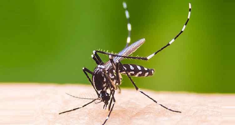 ডেঙ্গুতে দুজনের মৃত্যু, হাসপাতালে ভর্তি ১৮০