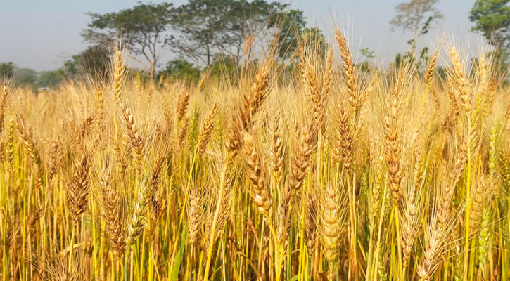 পাকা গমের শীষে কৃষকের স্বপ্ন বুনন