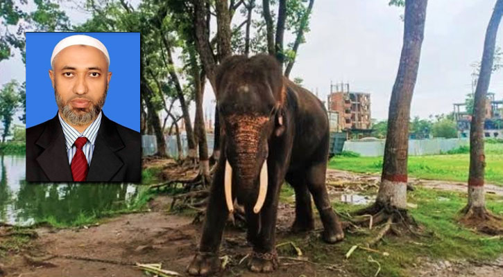 চাঁদা তোলা হাতির আছাড়ে ঔষধ ব্যবসায়ীর মৃত্যু