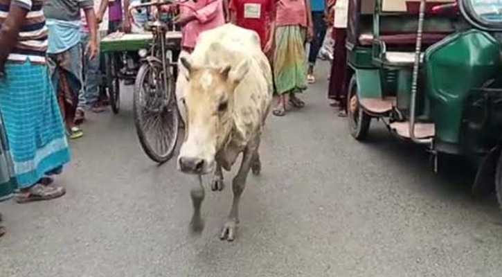 সুন্দরবনে কুমিরের সঙ্গে লড়াই করে বেঁচে ফিরল গাভী