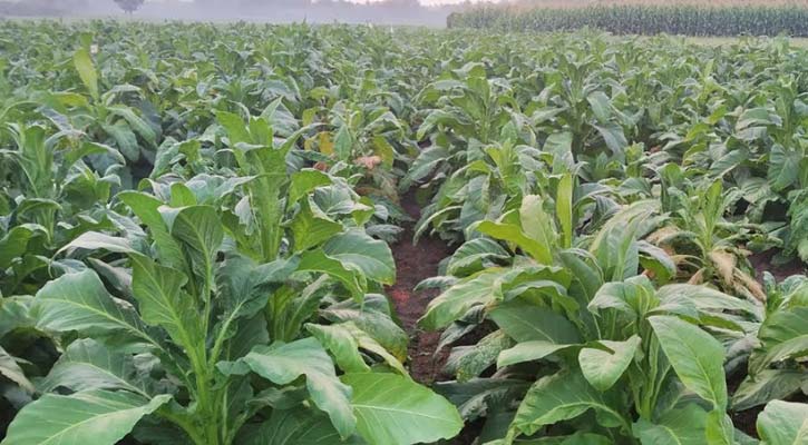 স্বাস্থ্য ঝুঁকি থাকলেও মেহেরপুরে তামাক চাষে আগ্রহ বাড়ছে