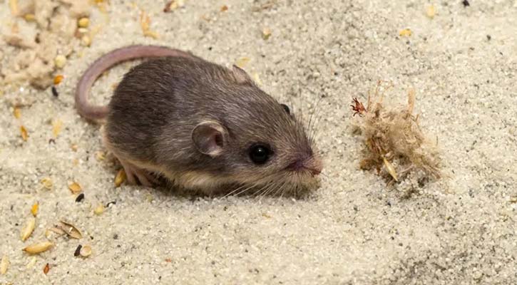 সবচেয়ে বেশি বয়সী ইঁদুরের গিনেস রেকর্ড