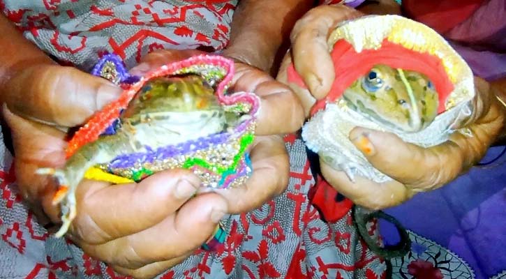 বৃষ্টির আশায় ৯৯৯৯৯৯ টাকা মোহরানায় ব্যাঙের বিয়ে