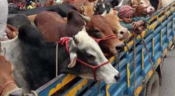 মহাসড়কে থামানো যাবে না কোরবানি পশুবাহী গাড়ি 