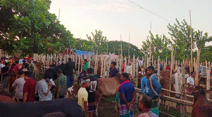 কোরবানির পশুর হাটে দালালদের দৌরাত্ম, বিপাকে ক্রেতারা