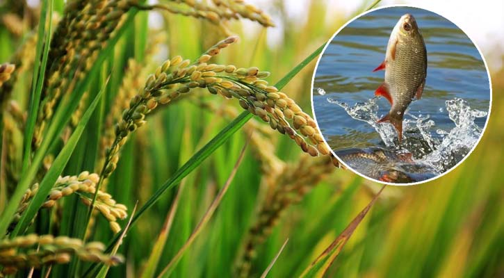 ধান উৎপাদনে বিশ্বে দ্বিতীয় বাংলাদেশ, মাছে তৃতীয়