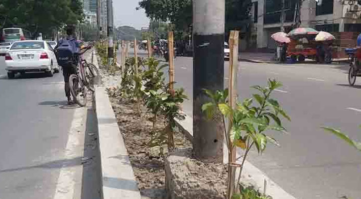 সিটি করপোরেশন-পৌরসভায় গাছ লাগানোর নির্দেশনা