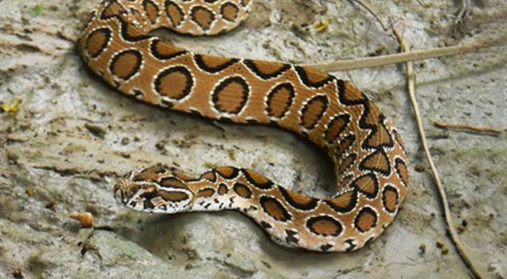 রাসেলস ভাইপার ধরে পুরস্কার পাচ্ছেন সেই ৩ জন 