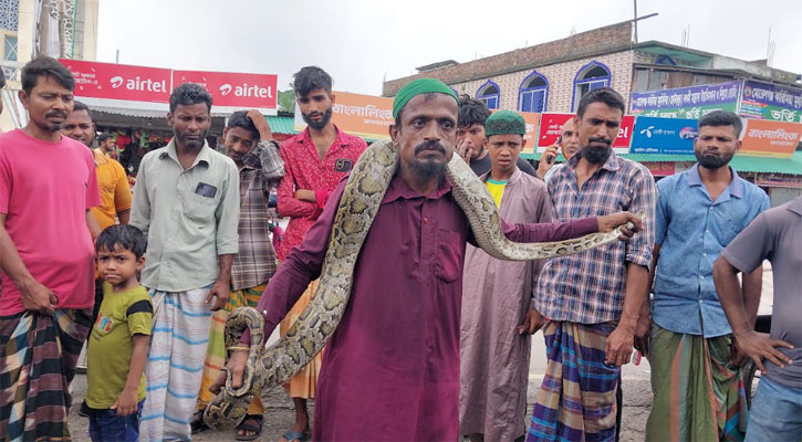 বাগেরহাটে ৯ ফুটের অজগর উদ্ধার