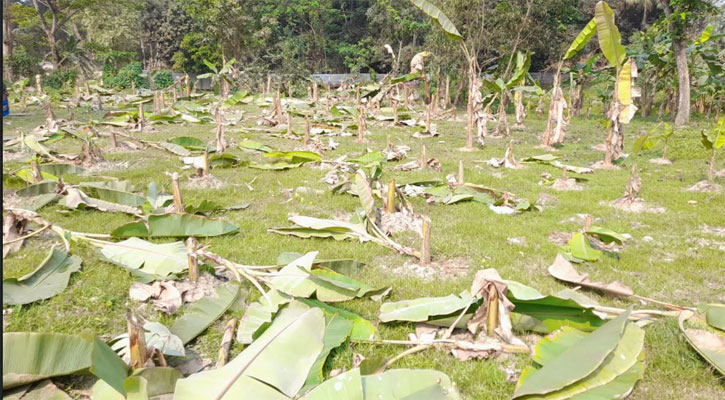 কলা গাছের সঙ্গে এ কেমন শত্রুতা!