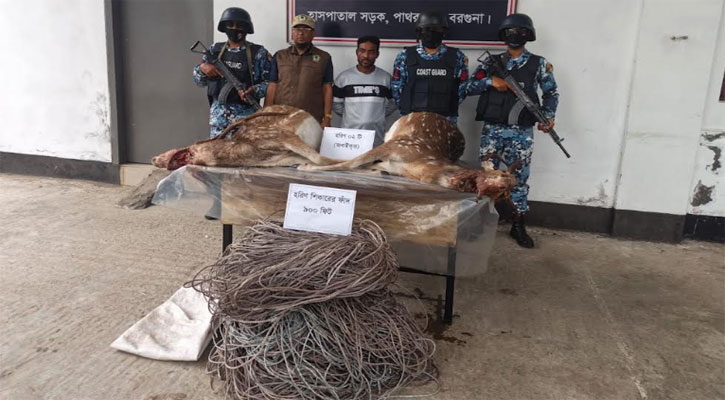 পাথরঘাটায় ফাঁদসহ জবাইকৃত দুটি হরিণসহ আটক ১