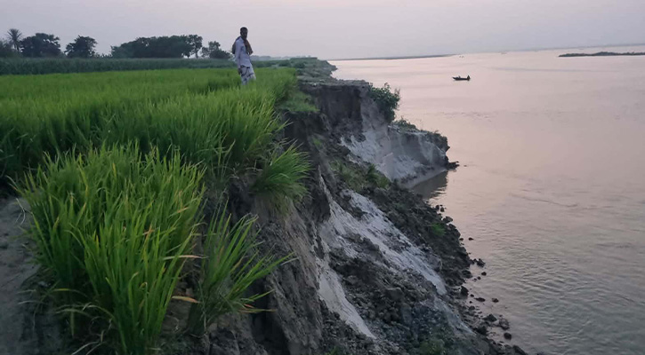 অসময়ে পদ্মার ভাঙনে বিলীন কৃষি জমি, ভাঙন  আতংকে কয়েকশো পরিবার