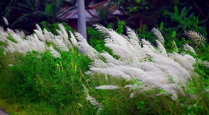 হারিয়ে গেছে কাশবন, নেই কাশফুল 