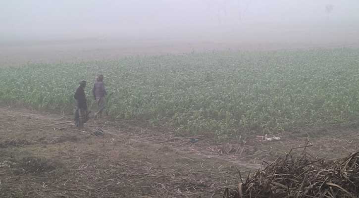 মাঝারি শৈত্যপ্রবাহ শুরু, তাপমাত্রা নামলো ৭ ডিগ্রিতে