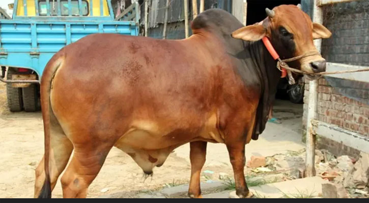 এবার দেশে কোরবানি হয়েছে ৯১ লাখের বেশি পশু