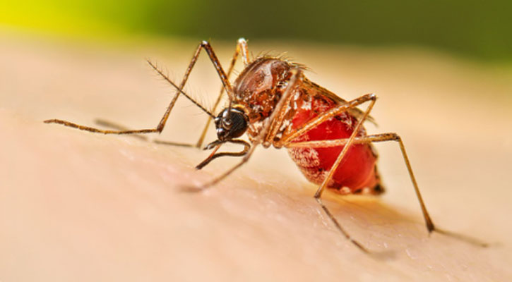একদিনে ডেঙ্গুতে পাঁচজনের মৃত্যু