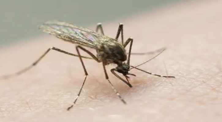 ডেঙ্গুতে আরও ২ জনের প্রাণহানি