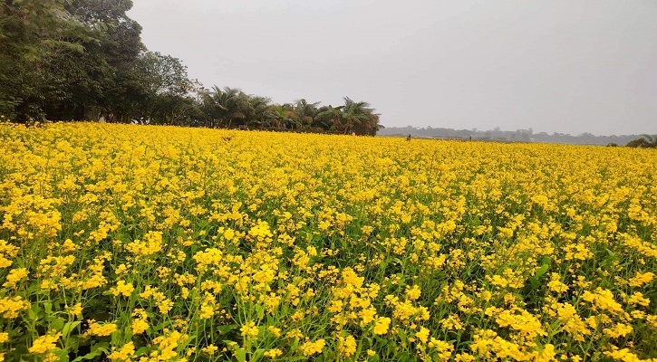 সরিষার বাম্পার ফলন, কৃষকের মুখে হাসি