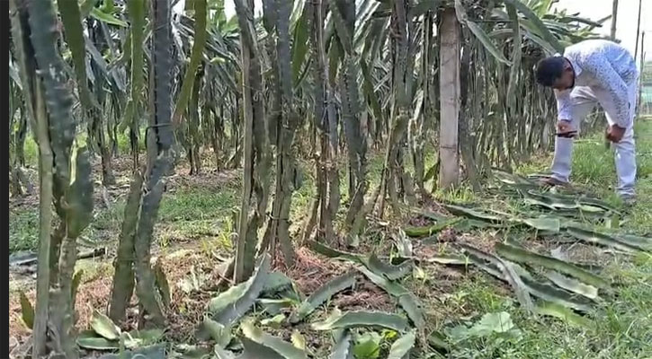 এক রাতেই ধ্বংস স্বপ্নের বাগান