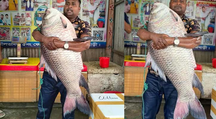 পদ্মার এক কাতল প্রায় অর্ধলক্ষ টাকায় বিক্রি