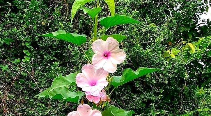 গুজবে দেশে দৃষ্টিনন্দন ঢোলকলমি আজ বিলুপ্তির পথে