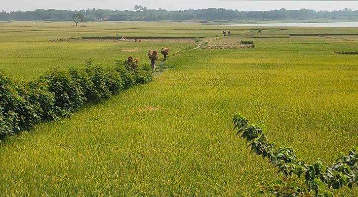 চুয়াডাঙ্গায় ৩৬ হাজার হেক্টর জমিতে বোরো ধান চাষ, বাম্পার ফলনের  আশা