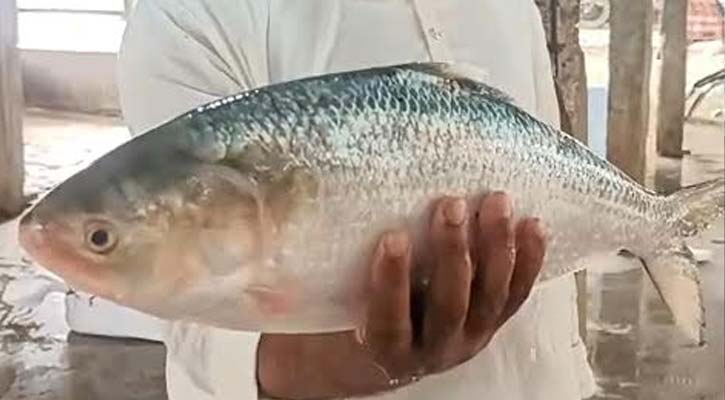 এক ইলিশ বিক্রি হল সাড়ে ৭ হাজার টাকায়
