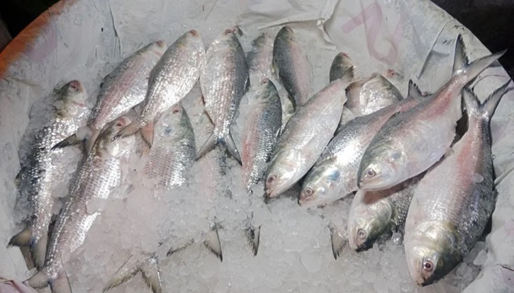 সরকারি উদ্যোগে বাড়বে ইলিশের উৎপাদন
