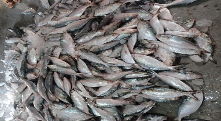 সাগরে দুই ট্রলারে ধরা ২০০ মন ইলিশ, বিক্রি অর্ধ কোটি টাকায়