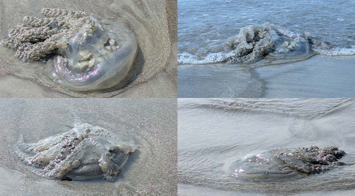 কুয়াকাটায় ঢেউয়ের সাথে ভেসে আসছে মৃত জেলিফিশ