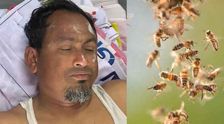 মৌমাছির আক্রমণে জামায়াতের ৩ নেতা আহত, একজনের অবস্থা গুরুতর